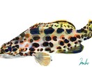 綺麗でリアルよりな魚の絵を描きます いい感じの魚の絵を気軽に頼んでみたい方へ イメージ4