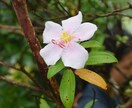 実績作りのため格安で！遠隔ヒーリングを送ります ＊毎日頑張っているあなたにおすすめです＼(^^)／ イメージ3