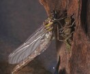 昆虫写真撮影、飼育、標本、採集の相談お受け致します 飼育に関しましては国内種を主に受け付けます イメージ4
