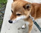女性限定　あなたを安心させて話せる電話相談します あなたの気持ち、全部受け止めます イメージ2