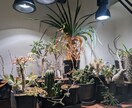葉が落ちる・動かない植物を写真で一緒に整理します 【写真OK｜塊根・ビカク・アガベ対応｜原因を整理したい方】 イメージ5