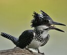 野鳥の写真を提供します 日本で見られる野鳥を季節を問わず撮影しています。 イメージ6