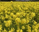 あなたのお話なんでも聴きます あなたに寄り添い、どんな話でも無制限で1週間聴き続けます❤️ イメージ1