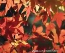複雑恋愛を明るい未来へ導きます なかなか進まないあの人の本当の気持ちをお伝えします。 イメージ2