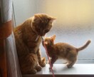 猫のお悩み相談承ります 猫の飼育歴25年以上の経験活かします イメージ1