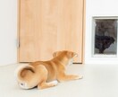 犬と一緒に楽しく暮らす工夫、アイデアをご提案します 掃除も世話も簡単にする工夫を図面やパースで作成します イメージ2