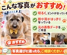 ペットの写真でかわいいLINEスタンプを作ります うちの子のかわいさを、毎日使えるスタンプに！ イメージ2