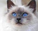 行方不明の猫 家出猫の探し方アドバイスします 愛猫探しを絶対諦めたくない方プロの捜索技伝授します イメージ1