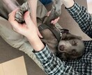 オンラインで犬のトレーニングを行います しつけ・トレーニングのアドバイス可能！　30分3000円 イメージ3