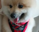 サポーター同士の恋愛相談乗ります 恋人よりサッカーだった私が結婚！？サポーター同士の恋愛極意 イメージ1