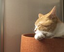 全肯定彼氏　あなたの愚痴、不満、全肯定して伺います 仕事、恋愛、家族友人など愚痴や相談なんでも全肯定して伺います イメージ1