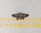 写真素材を5枚1セットで提供いたします キノコに蛾、他日常の写真素材。ブログなどにどうですか？ イメージ3