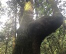 ガイド、天使や高次の存在からの言葉を伝えます 気づくことを促せるようサポートをします イメージ2