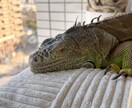 イグアナの飼い方や悩みを経験者が聞きます これって大丈夫？イグアナ飼育の不安を一緒にゆっくり整理します イメージ1