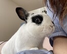 うさぎさんの飼い方アドバイスします うさぎ専門シッターがあなたの大切なうさぎさんのお悩み解決！ イメージ6