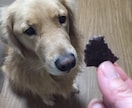 愛犬の食事相談☆あなたの愛犬の悩みを聞いて的確なドッグフードや手作り食などをご提案します！ イメージ1