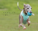 愛犬・ペットを自然な表情で出張撮影します 遊ぶ姿も、見つめる表情も、その子らしさを一枚に。 イメージ1