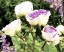 15時〆 全般拝見（オーラ.夢.ペット枠）します 見て頂いた時がタイミング†✴︎霊視透視独自オラクル イメージ5