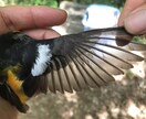 分からない野鳥教えます 〜初心者から最短で野鳥博士になりませんか？〜 イメージ7