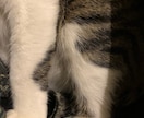 猫のモフモフ名刺作成します 猫のモフモフした背中やおなかなどを背景にした名刺の作成 イメージ2
