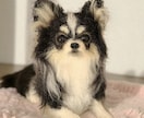 大切な愛犬さんをお作りします うちのコ羊毛フェルトワンコオーダー イメージ1