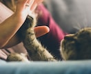 愛するペットの気持ちをタロットで読み解きます タロットでペットの本音を読み解き、あなたに伝えます！ イメージ10