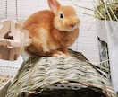うさぎの写真提供します 可愛いうさぎさんの写真提供します！ イメージ4