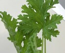 自然な『緑の薬箱』を活用し、不調の改善を目指します メディカルハーブを暮らしの中に取り入れるお手伝いを致します。 イメージ2