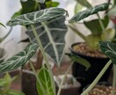 観葉植物の育て方・管理のご相談をお受けいたします 観葉植物をお家で200鉢以上管理中！あなたに合った方法ご提案 イメージ4