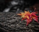 イメージ写真に使えます イメージ写真が欲しいかた！シーンに合った写真が欲しいかたに！ イメージ3