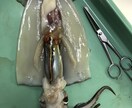 夏休みの自由研究などに便利な理科の実験を提案します 理科の教員を目指す、現役教育学部生がお応えします！ イメージ4