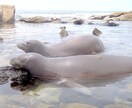 楽しいハワイ旅行を計画したい方☆お手伝いします 【元ハワイ在住】ハワイのオススメを話す事が大好きです イメージ3