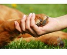 動物専門！あなたのペットの気持ちをお伝えします 『飼い主さんとお話したい！』を叶えます。 イメージ1