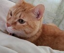 あなたを癒します トークルームにてあなたの心のサポートします イメージ1