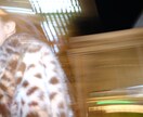 元営業が撮影する、光を活かした素敵な写真を撮ります 夜の街でドラマチックに！光を操る技術で撮影します！ イメージ5