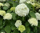 心の内を全てお聴きし癒しを提供します 心のモヤモヤや家族にも言えない事をここでお話してみませんか イメージ1