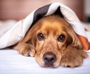 英語で話したい人の話し相手になります 英語で話せる時間を作りましょう！ イメージ1