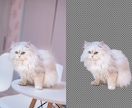 猫や犬などの画像をふわふわのまま透過加工します ペットの写真を透過し合成やオリジナルグッズに利用できます イメージ2