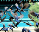 匿名OK！運勢特化型のおみくじを引きます 瑠璃鳥の導きに従って引いたおみくじの結果をお伝えします イメージ3