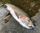 虹鱒 【釣り】 北海道の虹鱒をフライで狙う！ます ワイルドレインボー ハンティングメソッド イメージ3