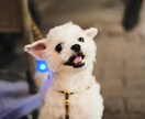 雰囲気系出張写真撮影ます ★★プロフィール・イベント写真の撮影代行★★ イメージ5