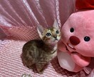 霊感霊視★すべてのお悩みに電話鑑定いたします どうしたらいいのかわからず、無理して独りで考えこんでいる方 イメージ1