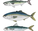 論文への使用OK!リアルな魚のイラスト描きます 論文やポスターなどの挿絵に使用できる魚のイラストを作成します イメージ1
