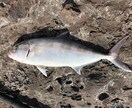 淡路島、明石、和歌山の釣りポイント教えます 関西近郊の釣りポイント教えます青物、スズキ、ヒラスズキ等 イメージ5