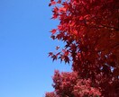 写真の素材を提供します 一眼レフで撮った写真を提供します。 イメージ2