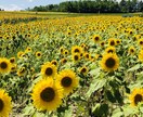 北海道旅行♪ドライブプランをご提案します 定番〜穴場まで、貴方に合った旅行プランを作成します！ イメージ7