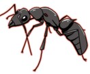 現役昆虫研究員｜学会・論文向けイラストを描きます 学会・論文に使用できる昆虫を中心とした生物の挿絵を作成します イメージ1