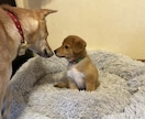 ワンちゃんを迎える準備、心構えをお話します （スタートから悩まない、ワンちゃんの飼育環境整備） イメージ1