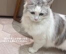 23歳ひよっこですがあなたの話を傾聴します チャット感覚でなんでもおはなししましょう！ イメージ1