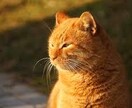 些細なことでも大丈夫、どんな話でも聞きます 人は誰しも自分の心の中の事を誰かに聞いてもらいたいはず。 イメージ9